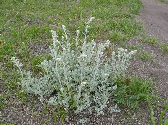 wormwood for the treatment of osteochondrosis of the spine